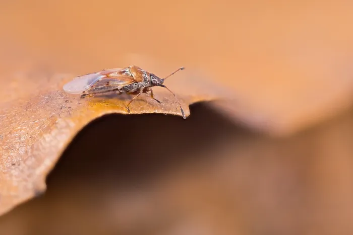 Framed Print : Macro image of an insect in Germany Framed Print : Macro image of an insect in Germany