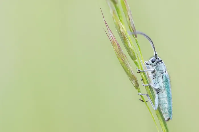 Framed Print : Macro image of an insect in Germany