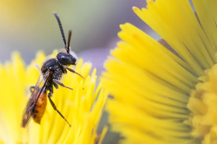 Framed Print : Macro image of an insect in Germany Framed Print : Macro image of an insect in Germany