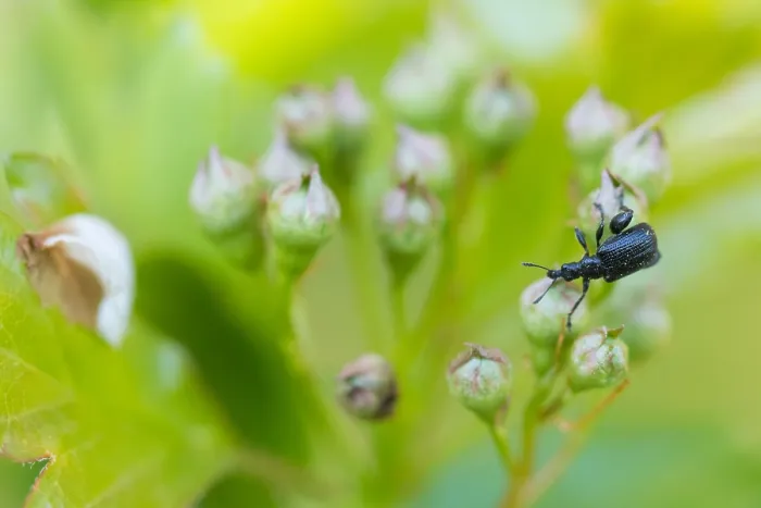 Framed Print : Macro image of an insect in Germany