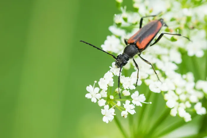 Framed Print : Macro image of an insect in Germany