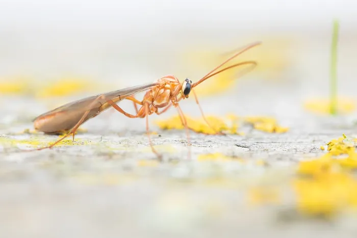 Framed Print : Macro image of an insect in Germany