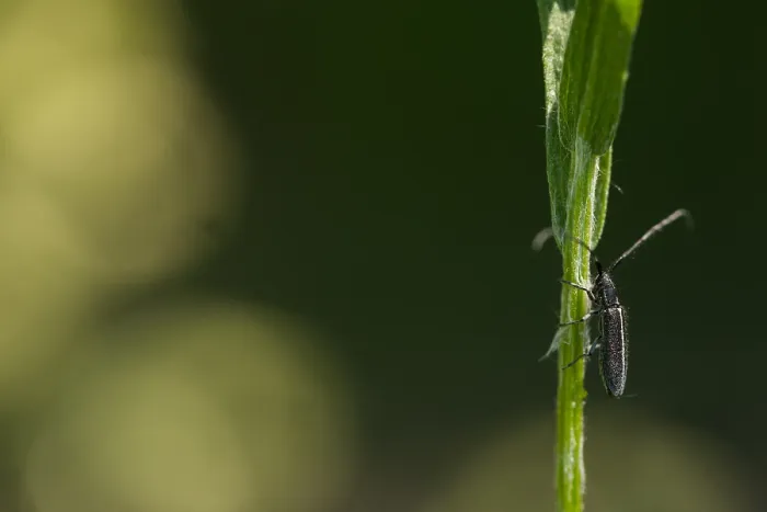 Framed Print : Macro image of an insect in Germany