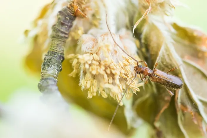 Framed Print : Macro image of an insect in Germany