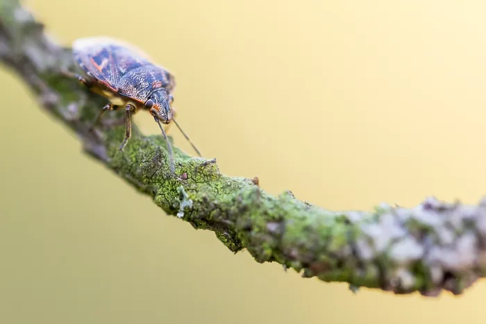 Framed Print : Macro image of an insect in Germany