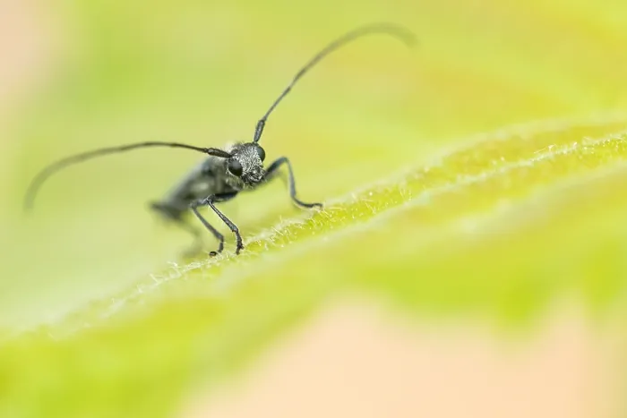 Framed Print : Macro image of an insect in Germany