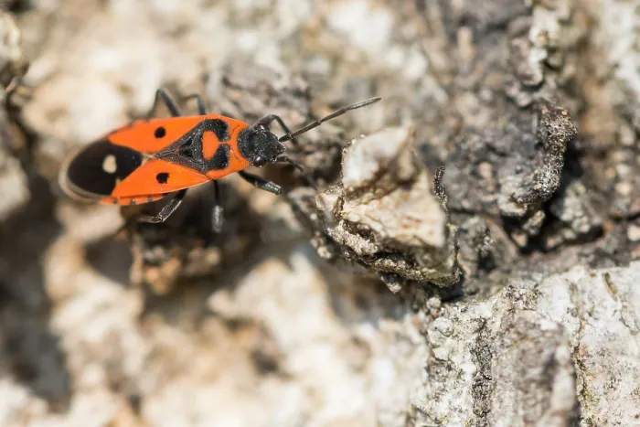 Framed Print : Macro image of an insect in Germany