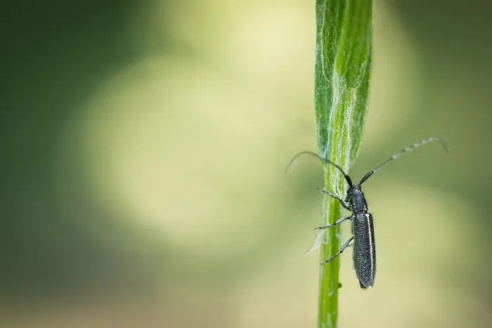 Framed Print : Macro image of an insect in Germany