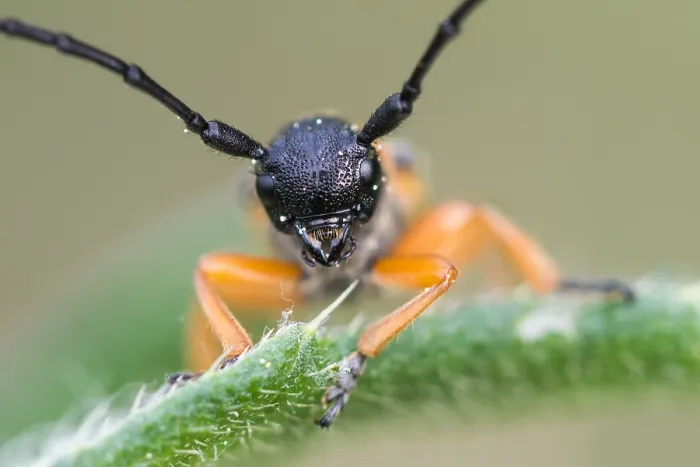 Framed Print : Macro image of an insect in Germany
