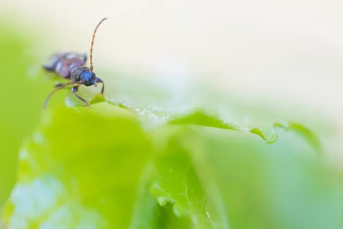 Framed Print : Macro image of an insect in Germany