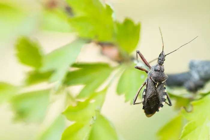 Framed Print : Macro image of an insect in Germany