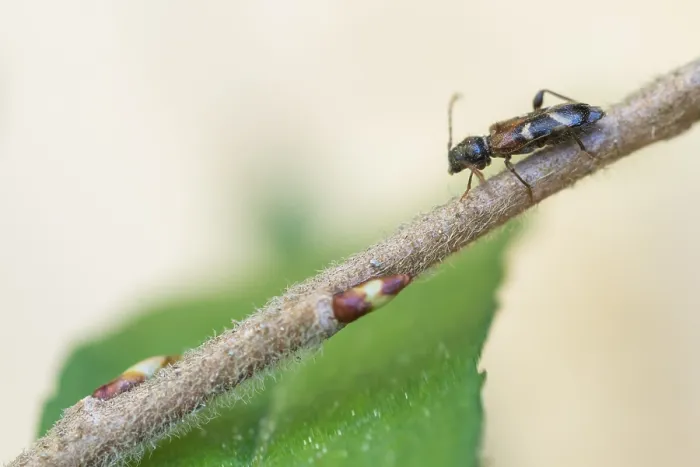 Framed Print : Macro image of an insect in Germany