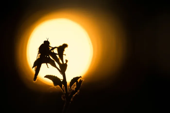 Framed Print : Macro image of an insect in Germany