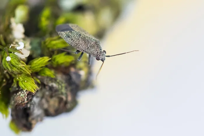 Framed Print : Macro image of an insect in Germany Framed Print : Macro image of an insect in Germany