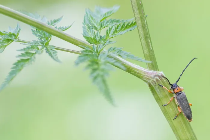 Framed Print : Macro image of an insect in Germany