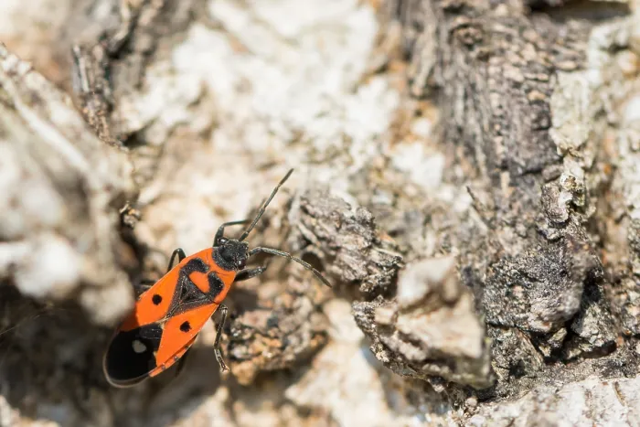 Framed Print : Macro image of an insect in Germany