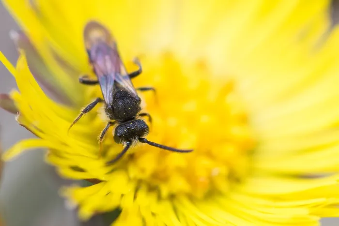 Framed Print : Macro image of an insect in Germany