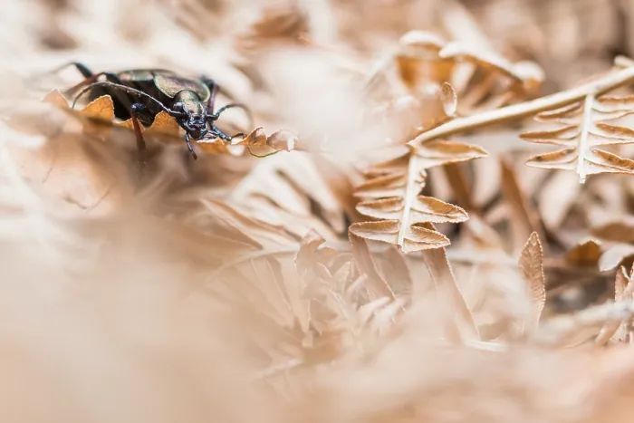 Framed Print : Macro image of an insect in Germany