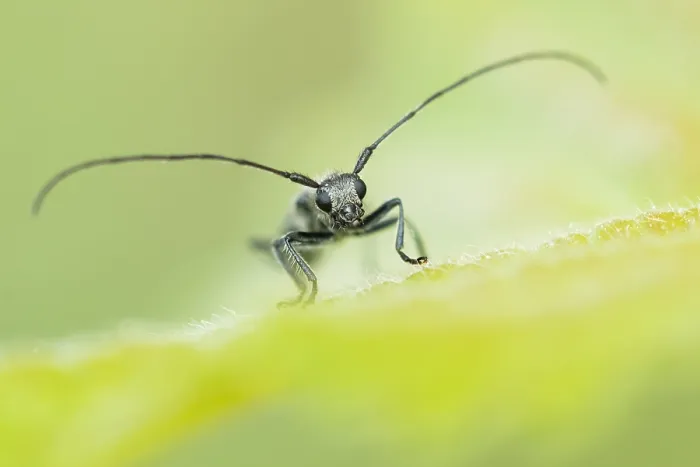 Framed Print : Macro image of an insect in Germany