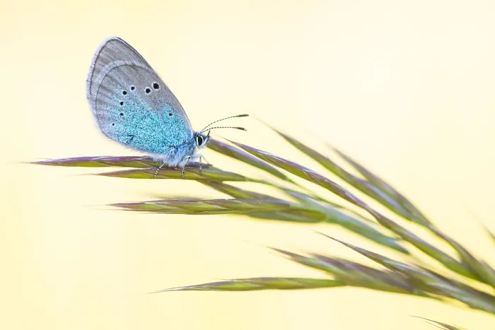 Framed Print : Macro image of an insect in Germany
