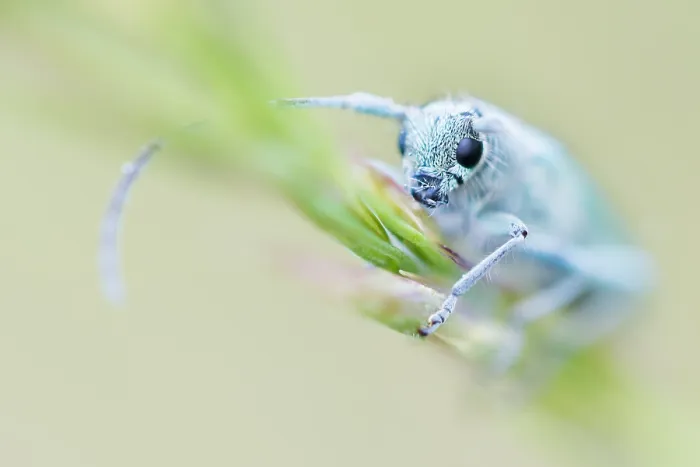 Framed Print : Macro image of an insect in Germany Framed Print : Macro image of an insect in Germany