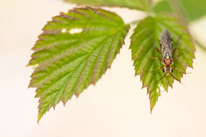 Framed Print : Macro image of an insect in Germany