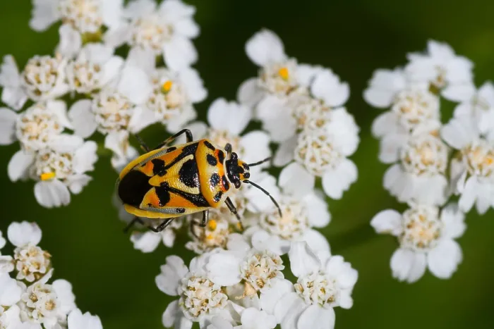 Framed Print : Macro image of an insect in Germany