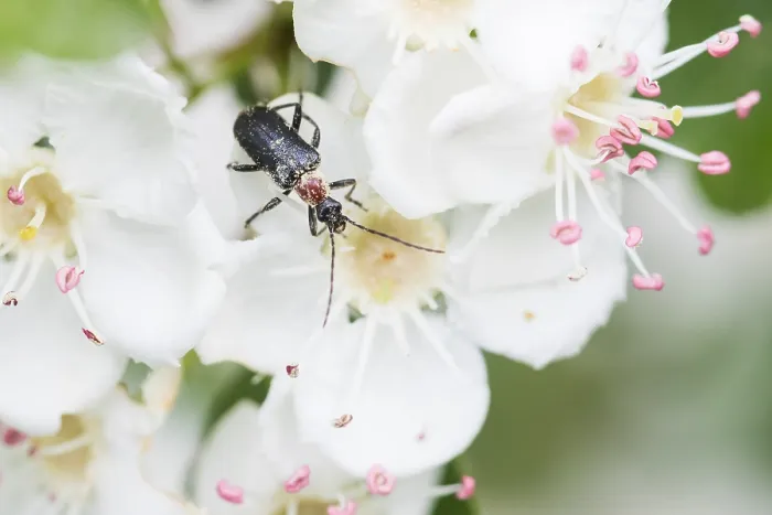 Framed Print : Macro image of an insect in Germany