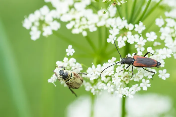Framed Print : Macro image of an insect in Germany