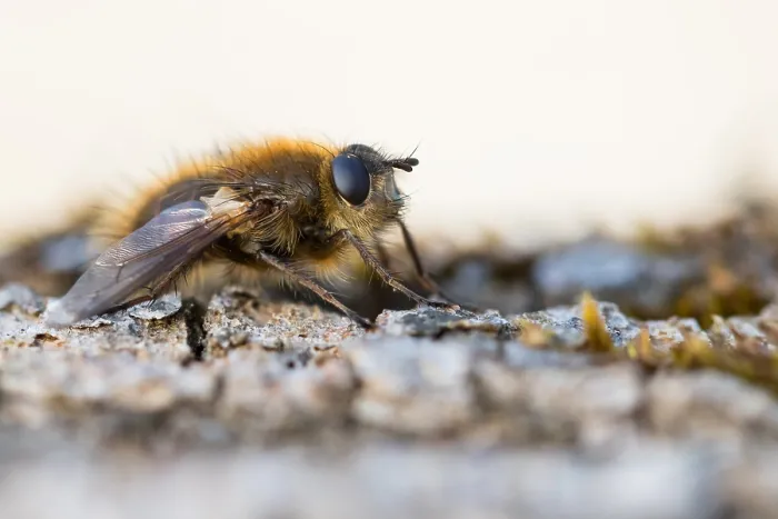 Framed Print : Macro image of an insect in Germany
