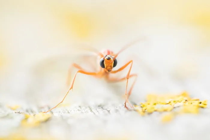 Framed Print : Macro image of an insect in Germany