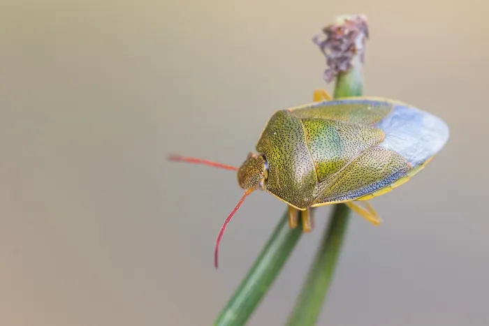 Framed Print : Macro image of an insect in Germany