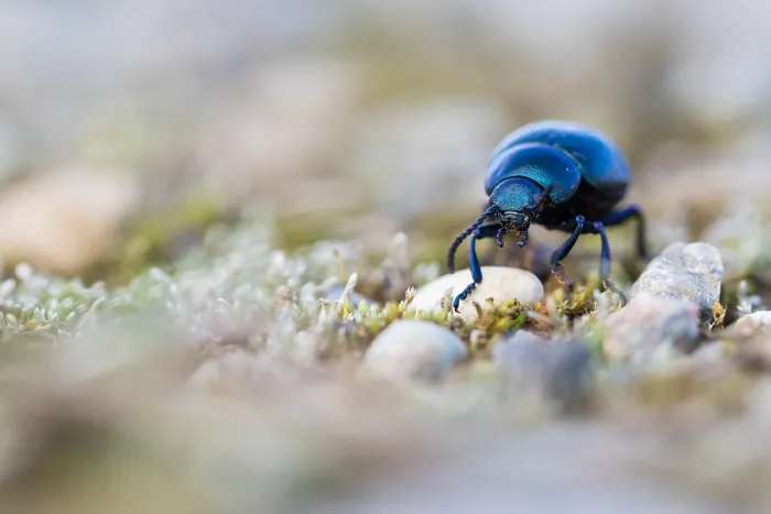 Framed Print : Macro image of an insect in Germany