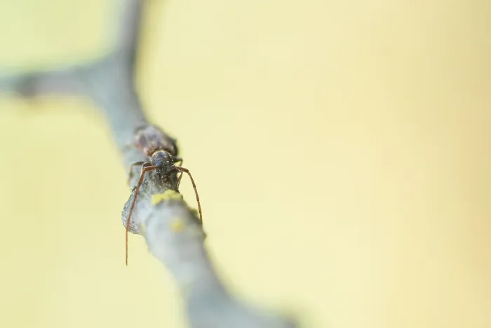 Framed Print : Macro image of an insect in Germany