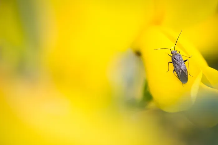 Framed Print : Macro image of an insect in Germany