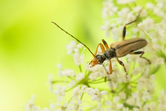 Framed Print : Macro image of an insect in Germany