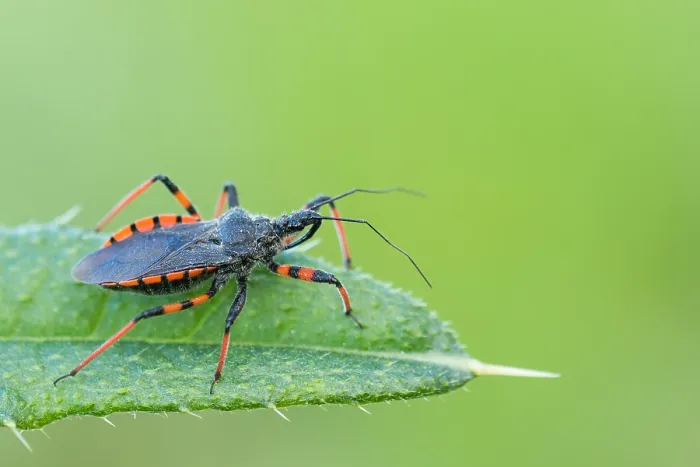 Framed Print : Macro image of an insect in Germany Framed Print : Macro image of an insect in Germany