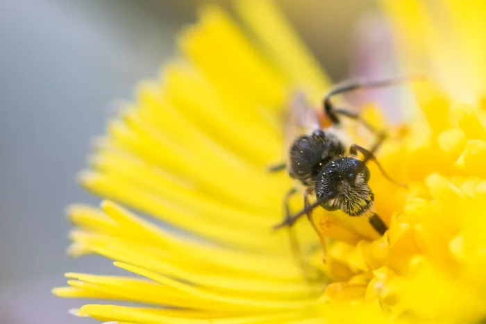 Framed Print : Macro image of an insect in Germany