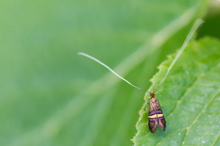 Framed Print : Macro image of an insect in Germany