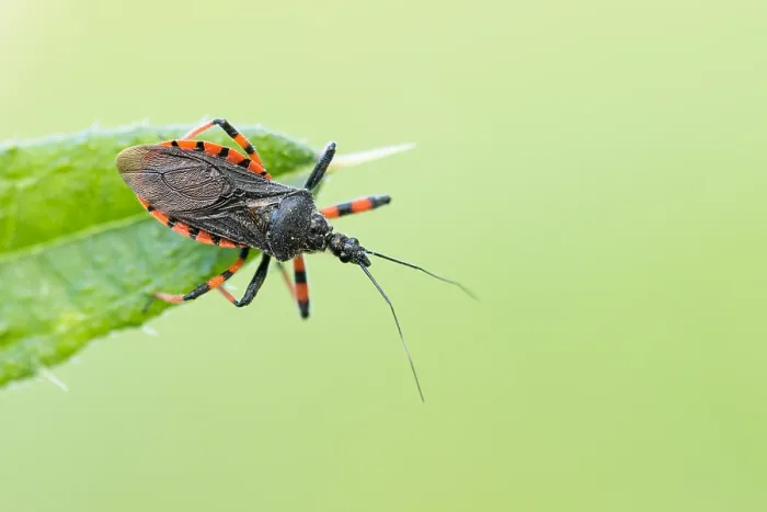 Framed Print : Macro image of an insect in Germany Framed Print : Macro image of an insect in Germany