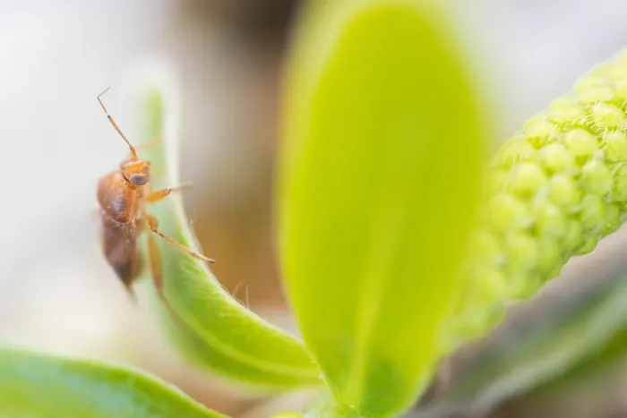 Framed Print : Macro image of an insect in Germany