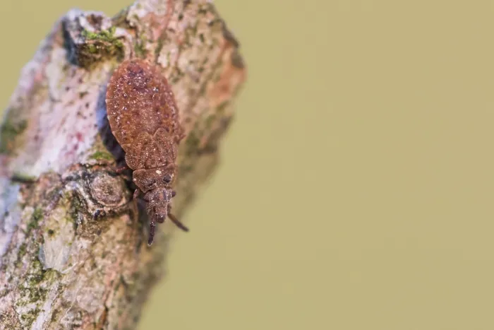 Framed Print : Macro image of an insect in Germany
