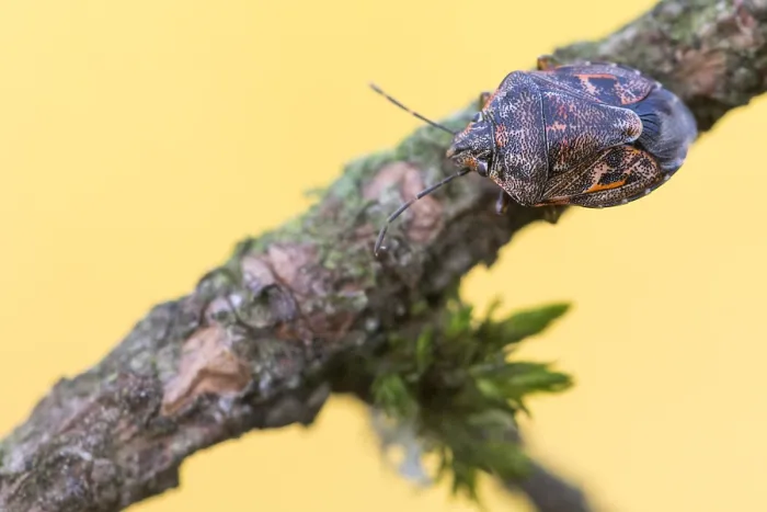 Framed Print : Macro image of an insect in Germany