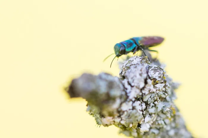 Framed Print : Macro image of an insect in Germany
