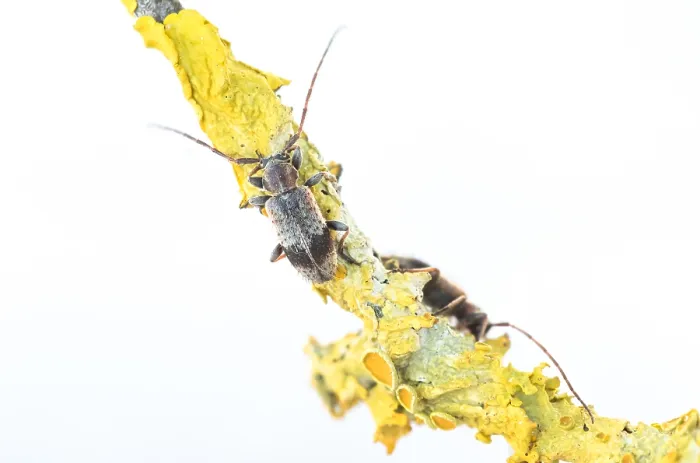 Framed Print : Macro image of an insect in Germany