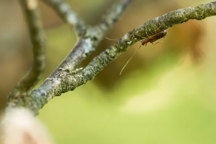 Framed Print : Macro image of an insect in Germany
