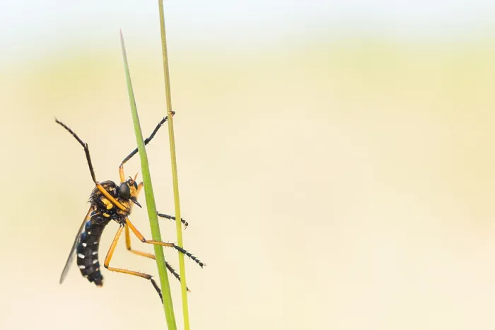 Framed Print : Macro image of an insect in Germany