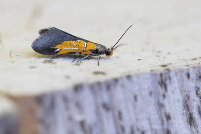 Framed Print : Macro image of an insect in Germany
