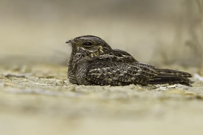 Framed Print : Madagascar Nightjar
