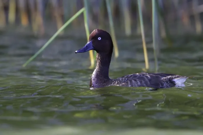 Framed Print : Madagascar Pochard